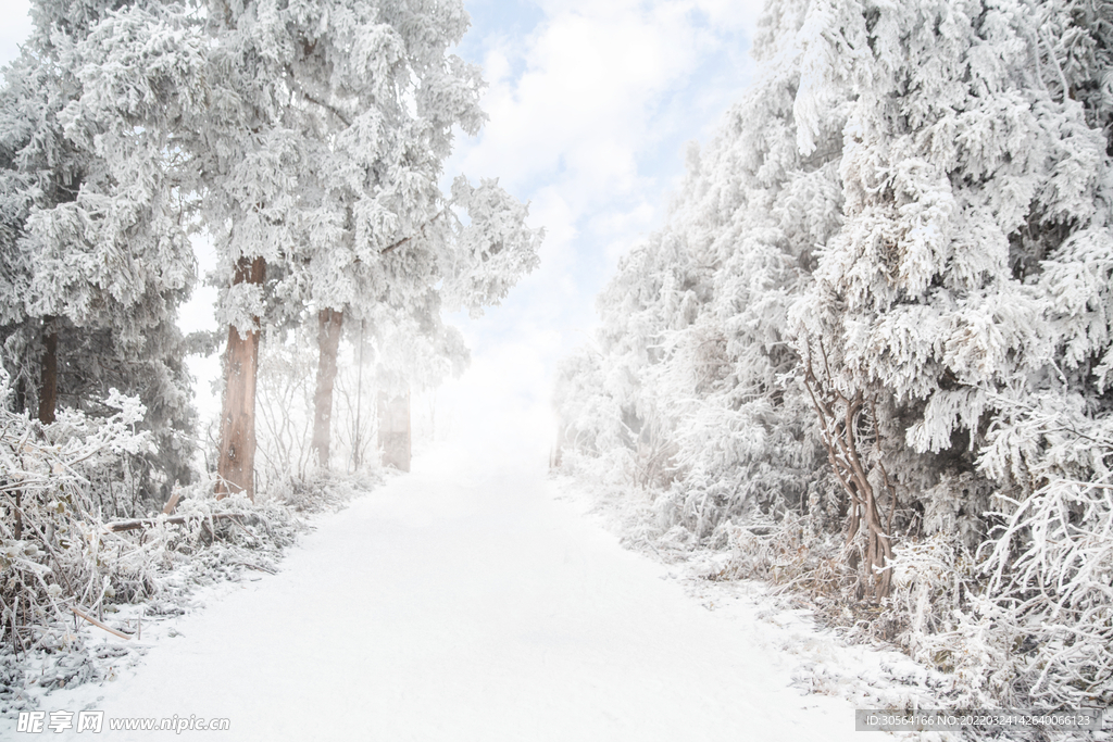 户外冰雪森林树木