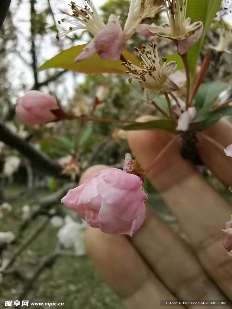 三月来赏花心情陶醉心花怒放