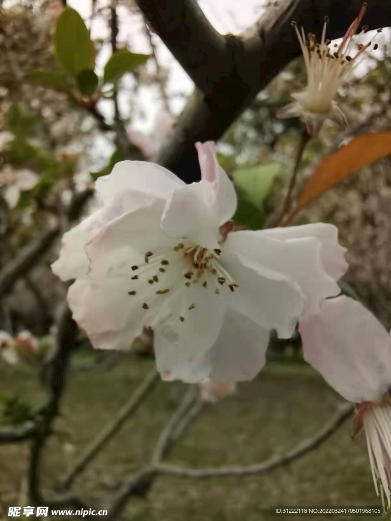 三月来赏花心情陶醉心花怒放