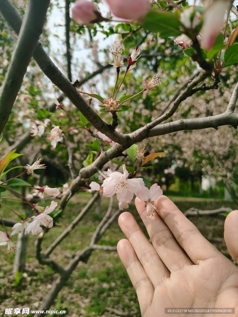 三月来赏花心情陶醉心花怒放