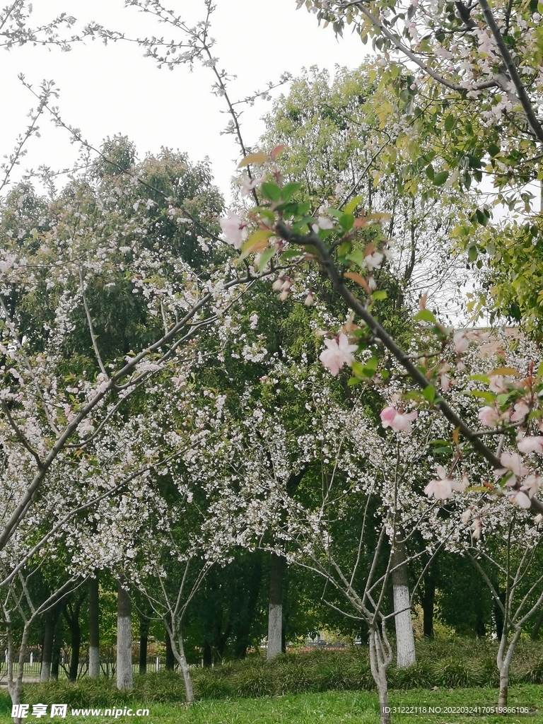 三月来赏花心情陶醉心花怒放