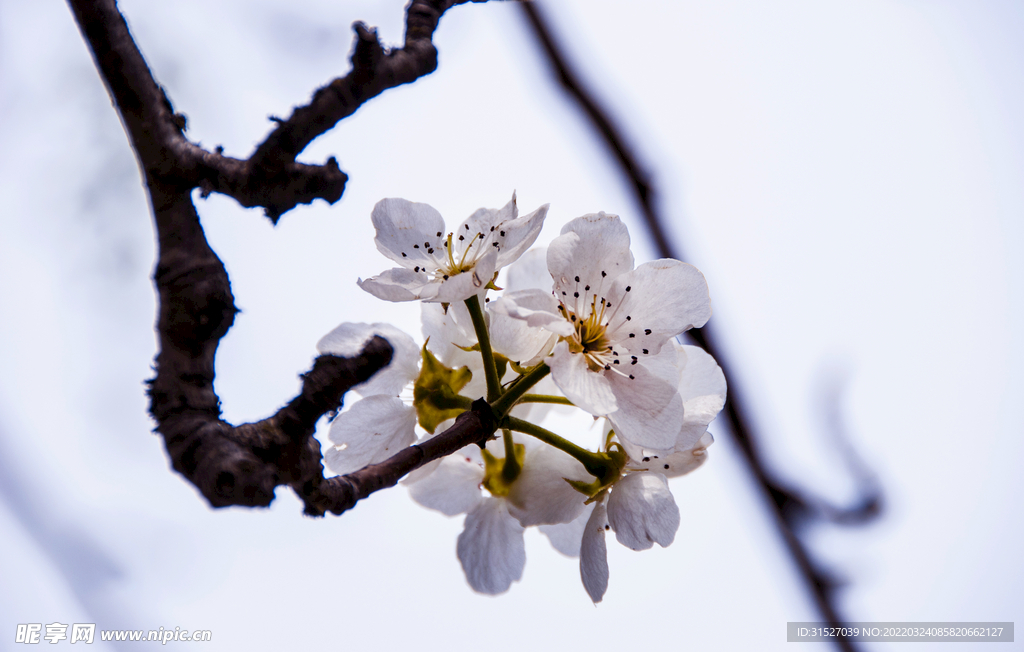 梨花高清特写素材