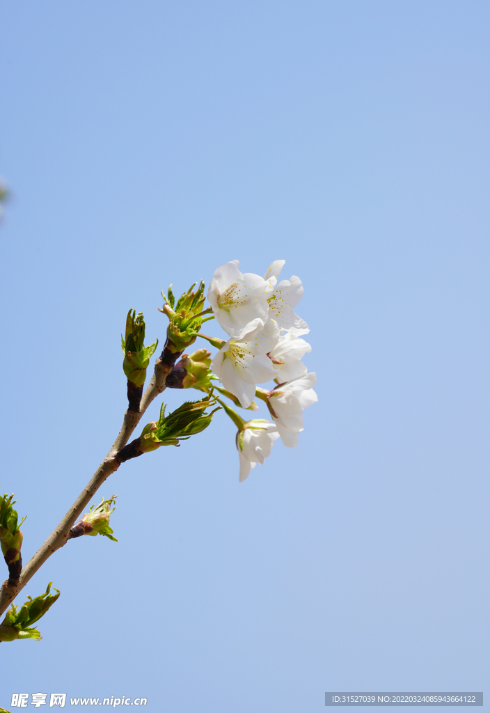 梨花高清特写