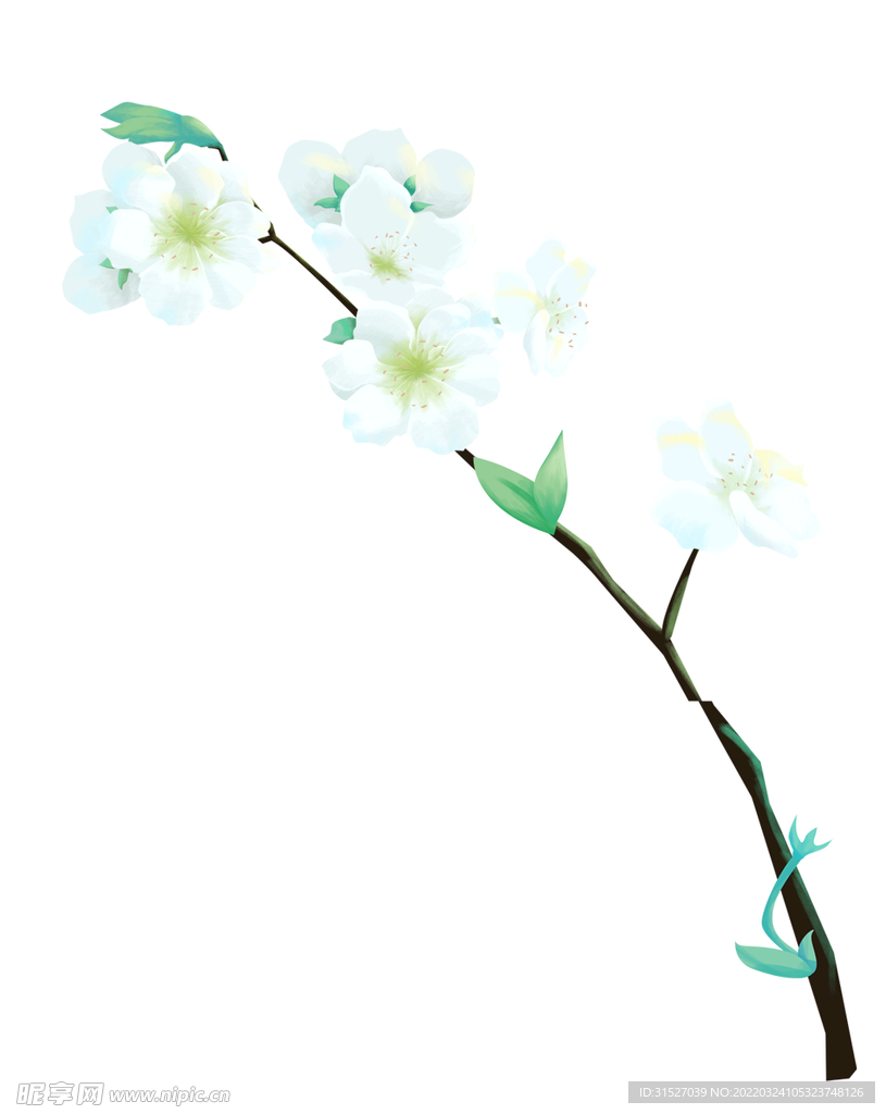手绘树枝上的梨花