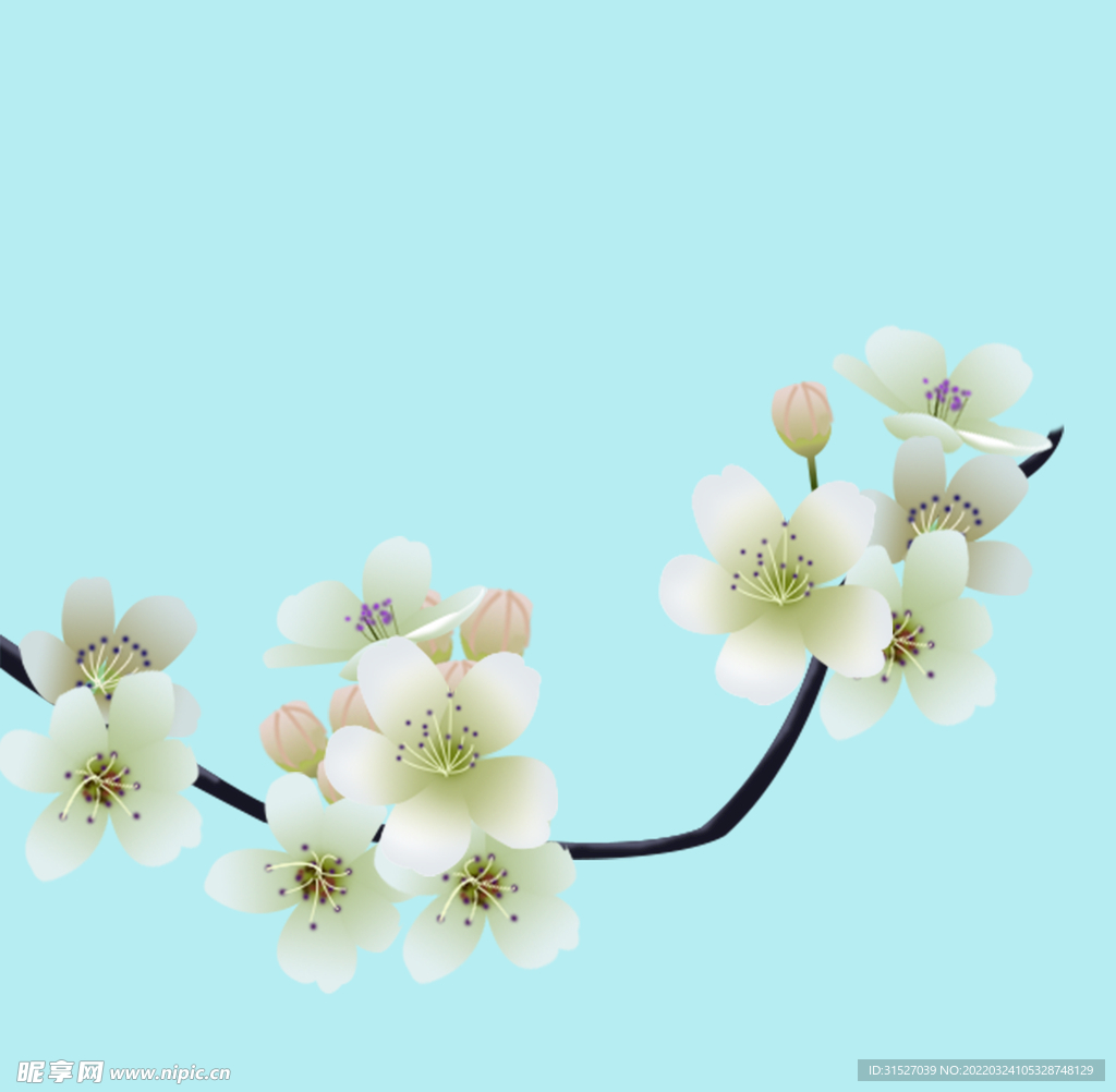 手绘洁白的梨花