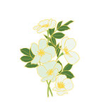 美丽的梨花手绘