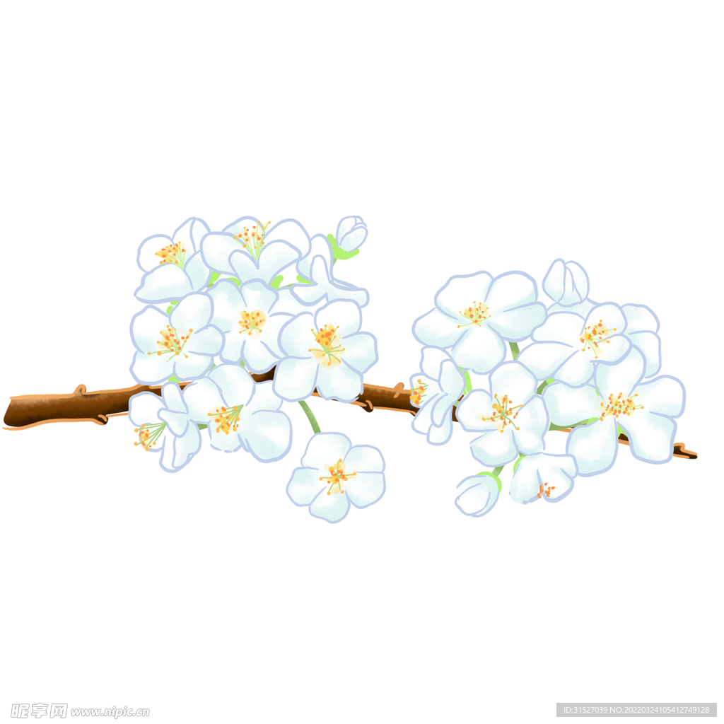 手绘洁白的梨花