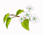 手绘梨花素材