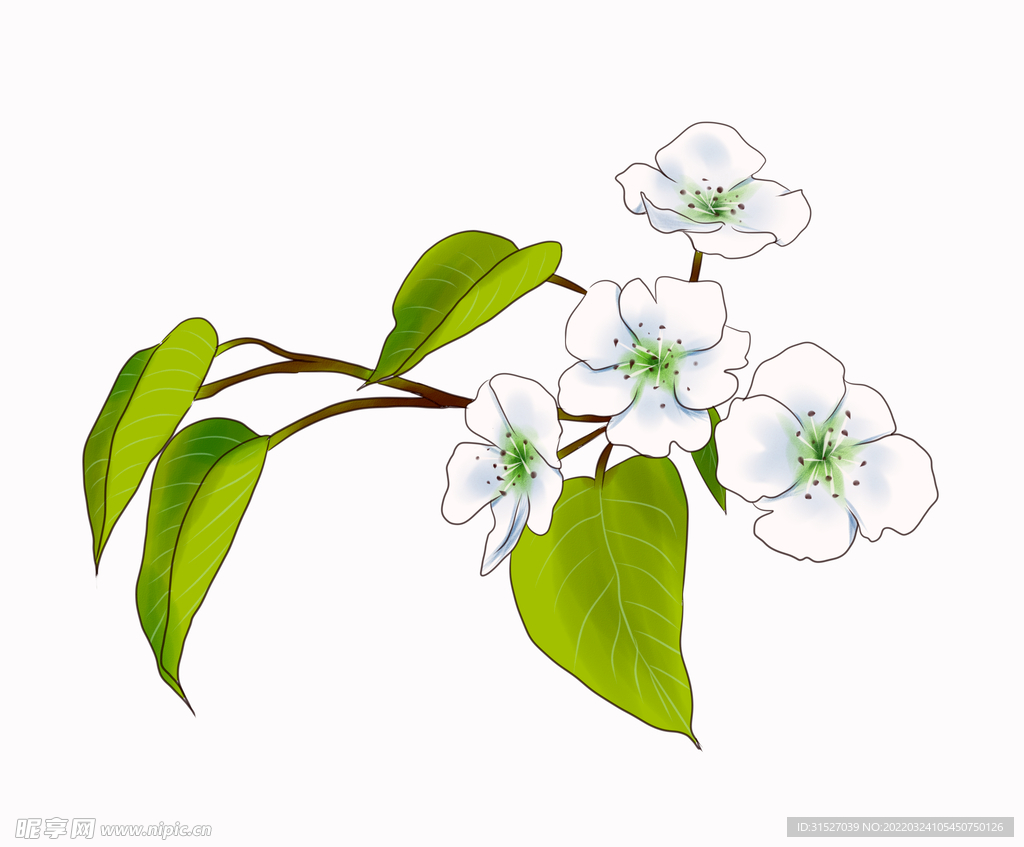 手绘梨花素材