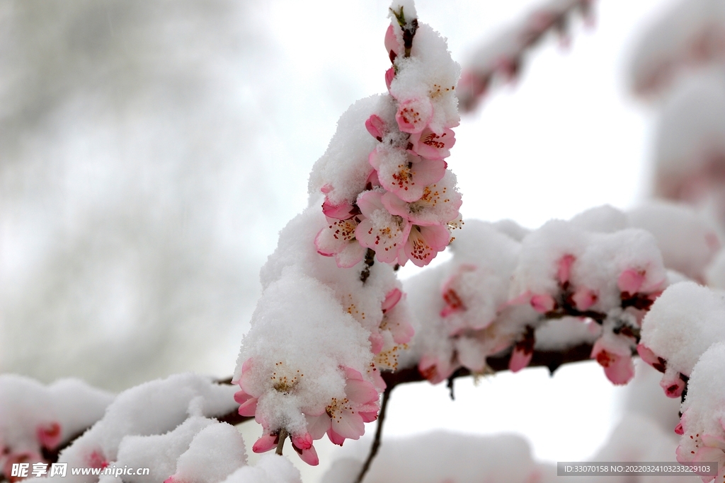 桃花遇雪