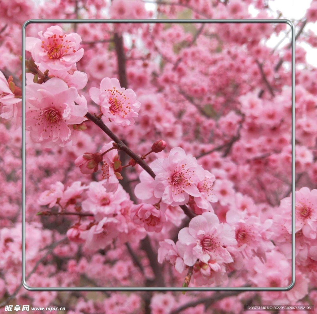 桃花摄影