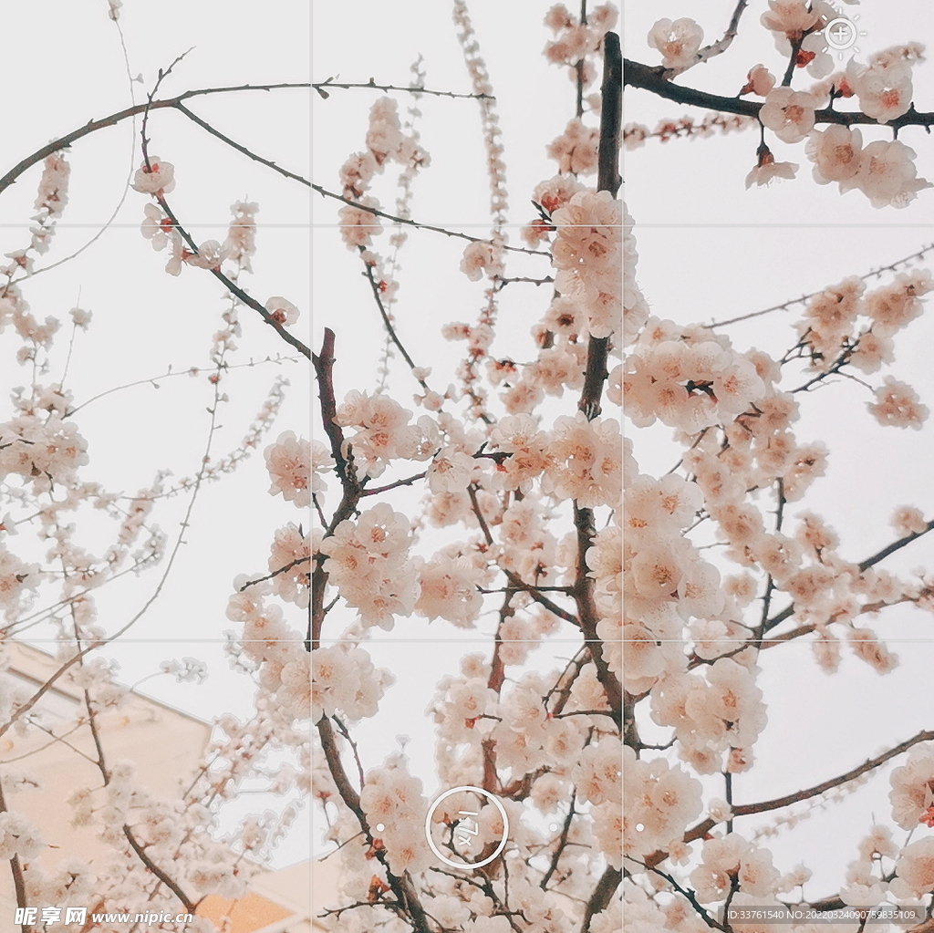 桃花摄影