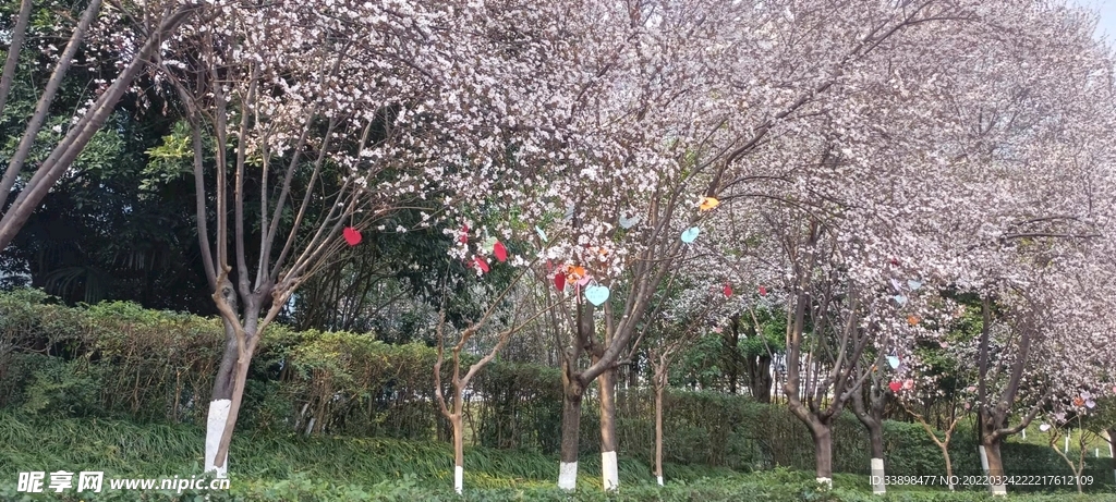 樱花树
