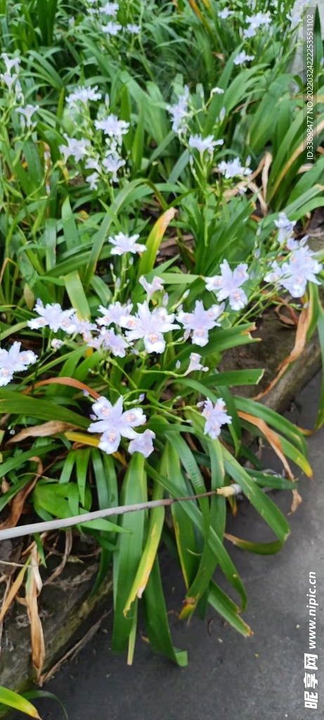 蝴蝶花