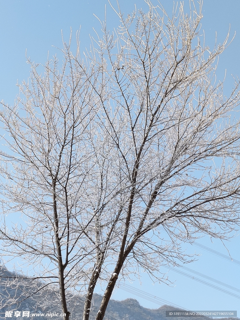 树