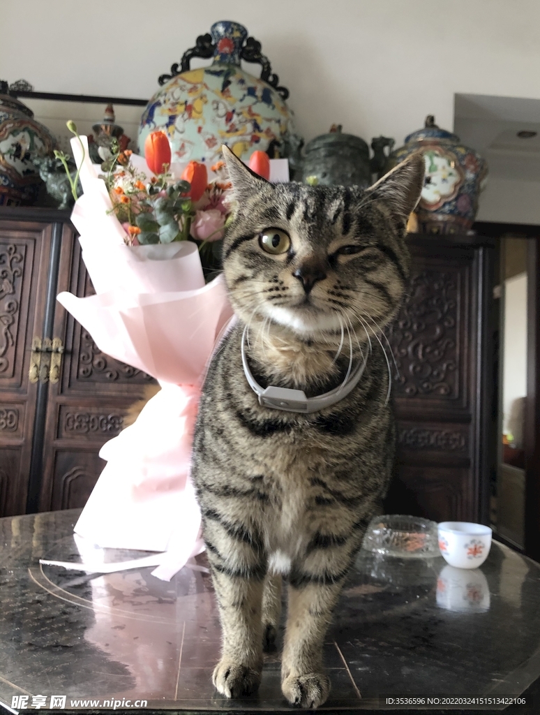 小猫眨眼