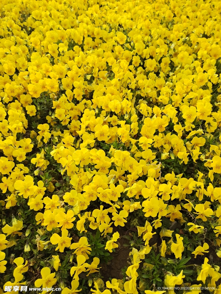 花草