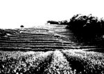 茶山