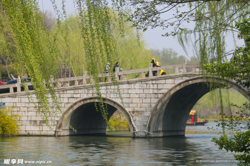 杨柳依依