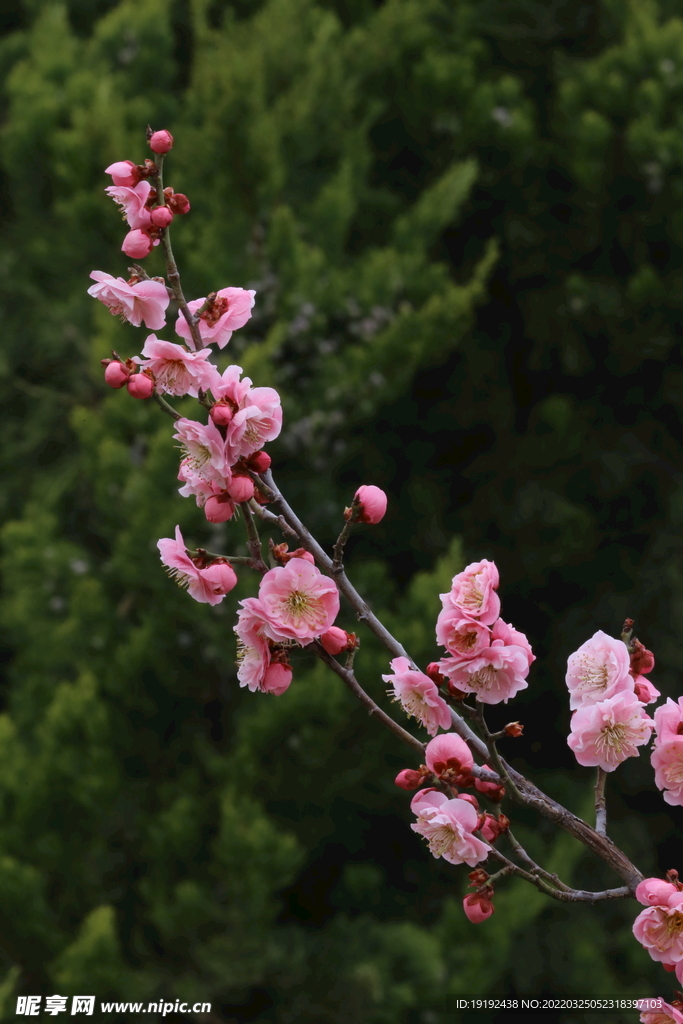 梅花 