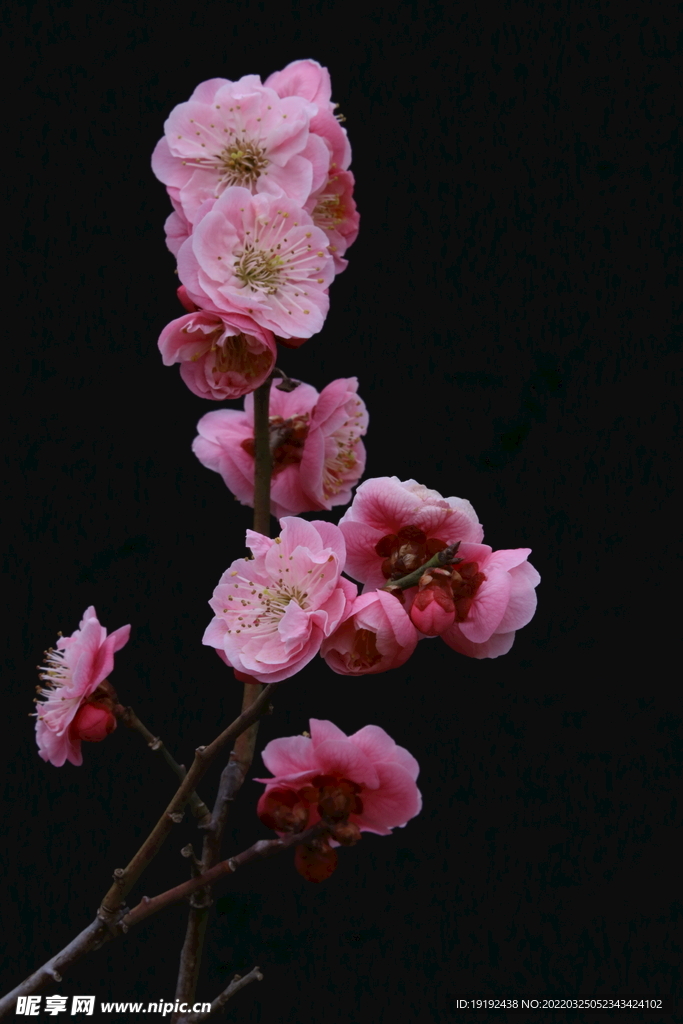 梅花 