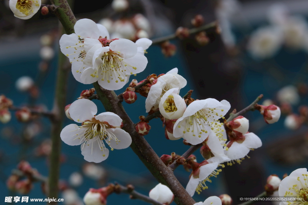梅花