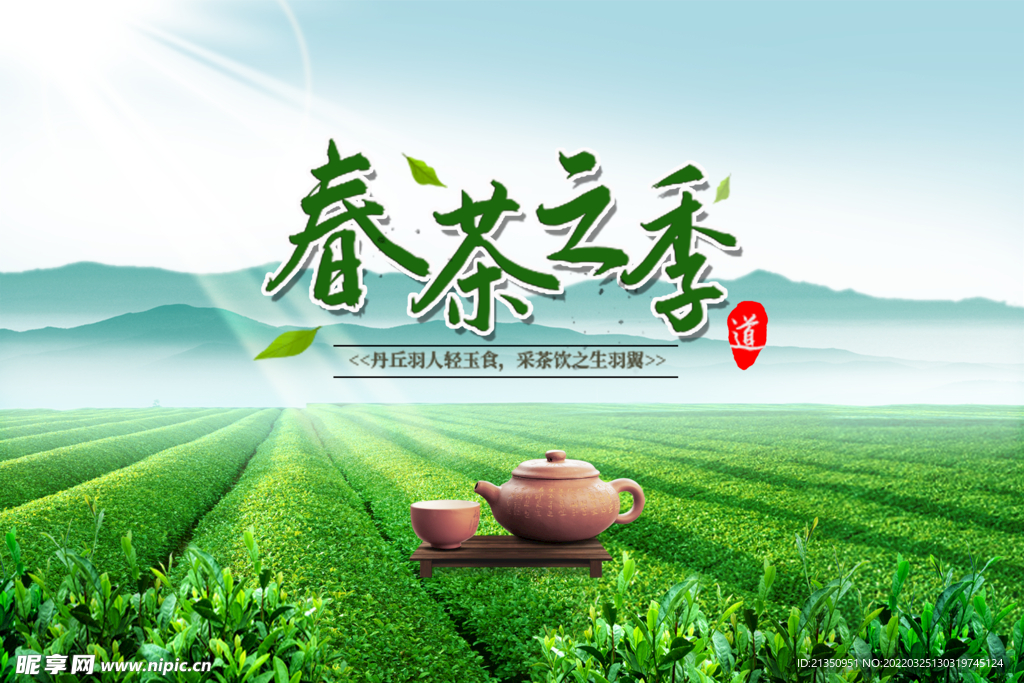 春茶之际