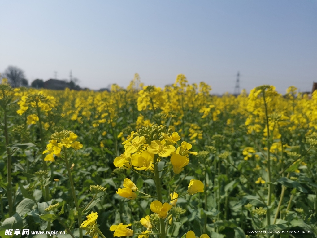 油菜花