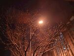 北京冬季夜晚下雪天路灯树木