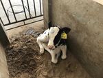 犊牛