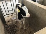 犊牛岛  犊牛房子  犊牛
