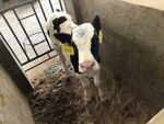 3月龄犊牛
