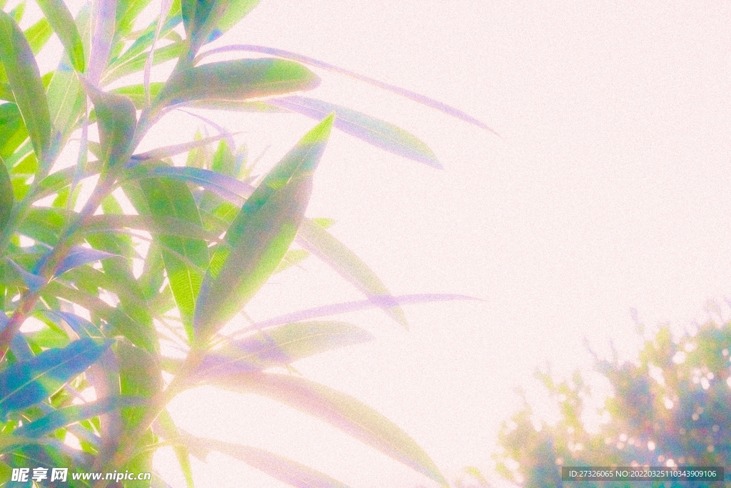 粉色背景 