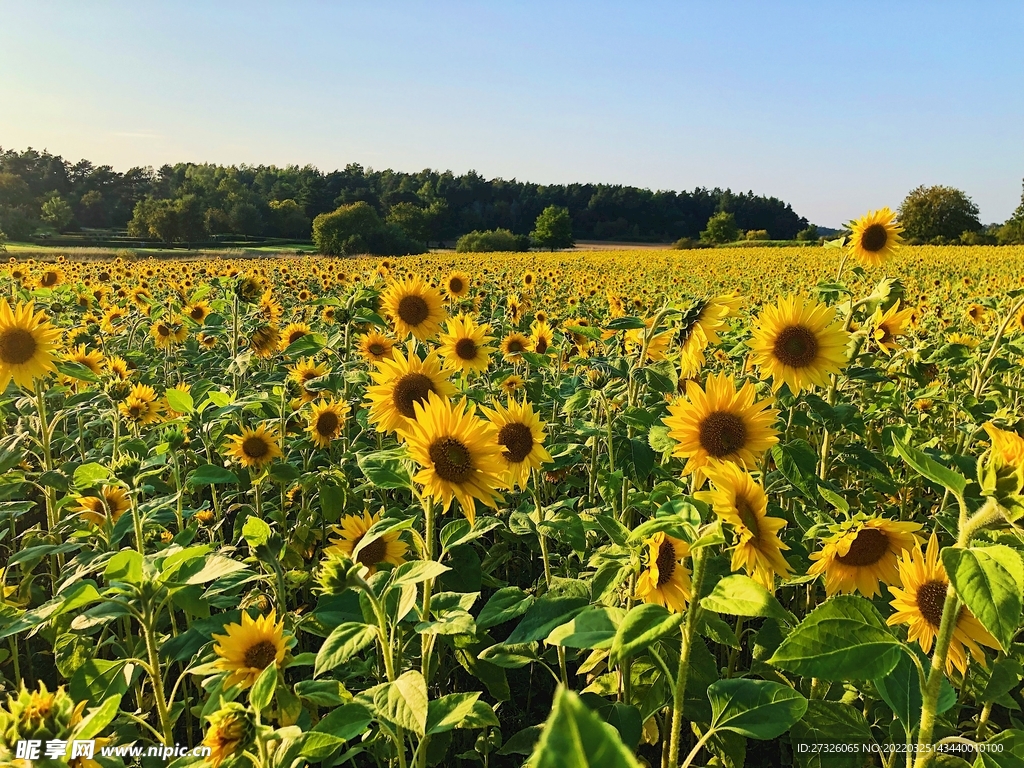 向日葵背景  