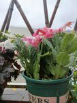 花园植物花卉盆栽蟹爪兰