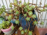 花园植物花卉盆栽多肉
