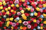 玫瑰花花海