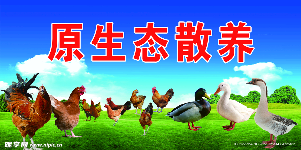  散养鸡鸭