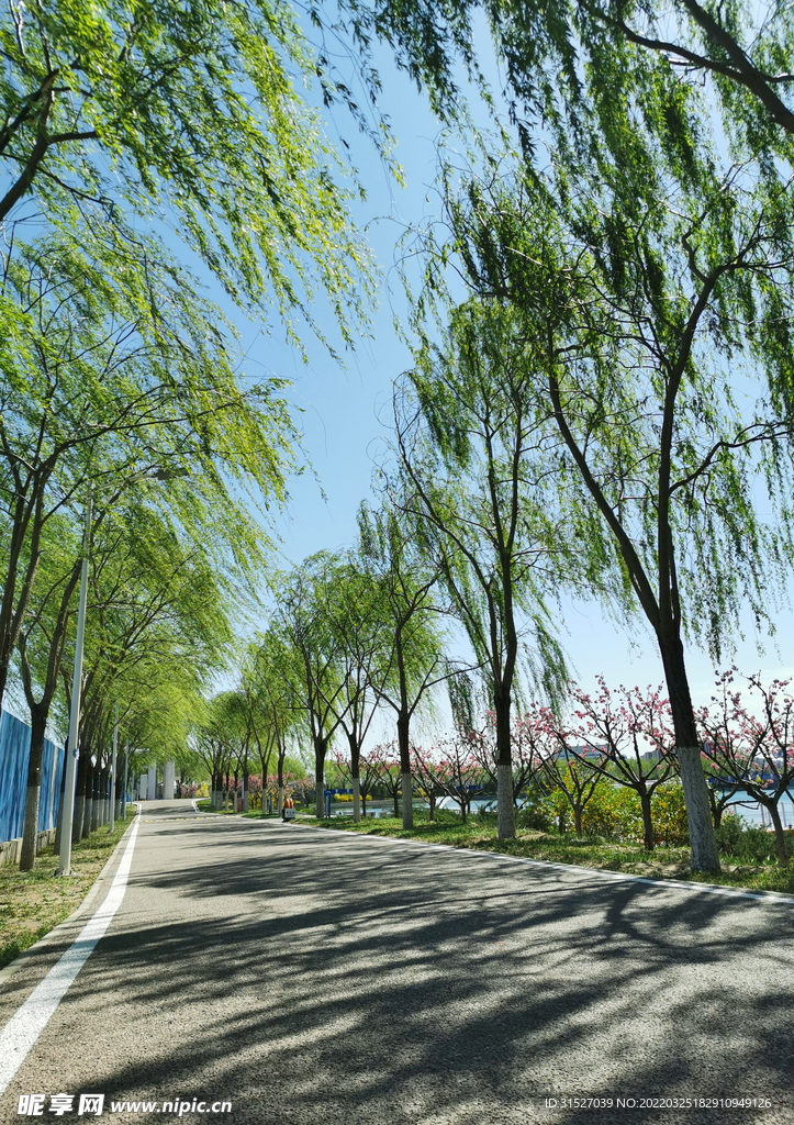 柳树道路