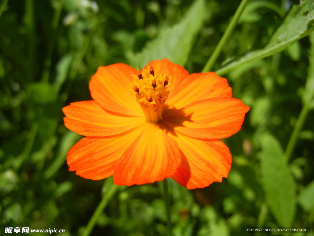 花