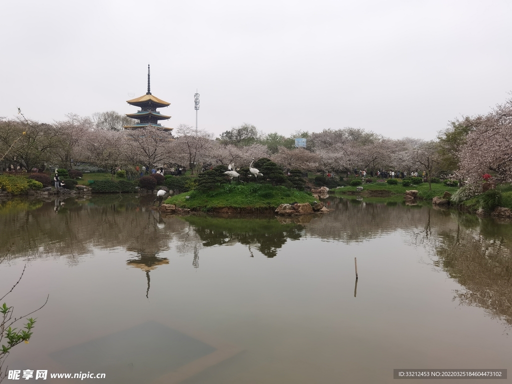 武汉东湖樱花园