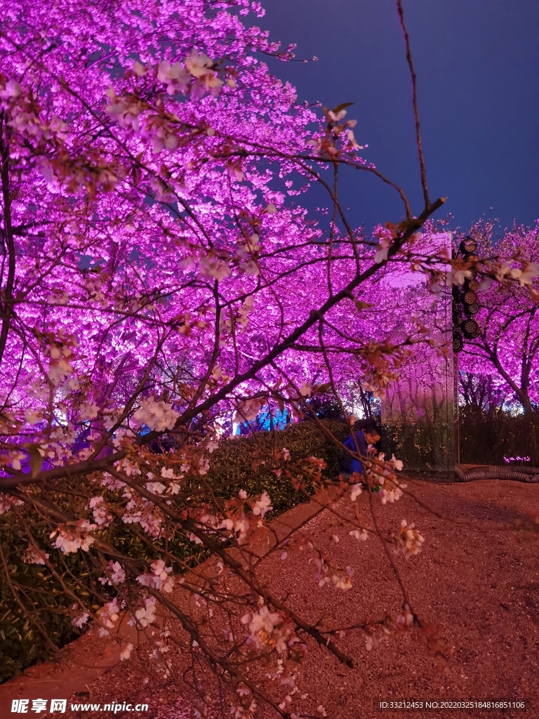 武汉东湖樱花园