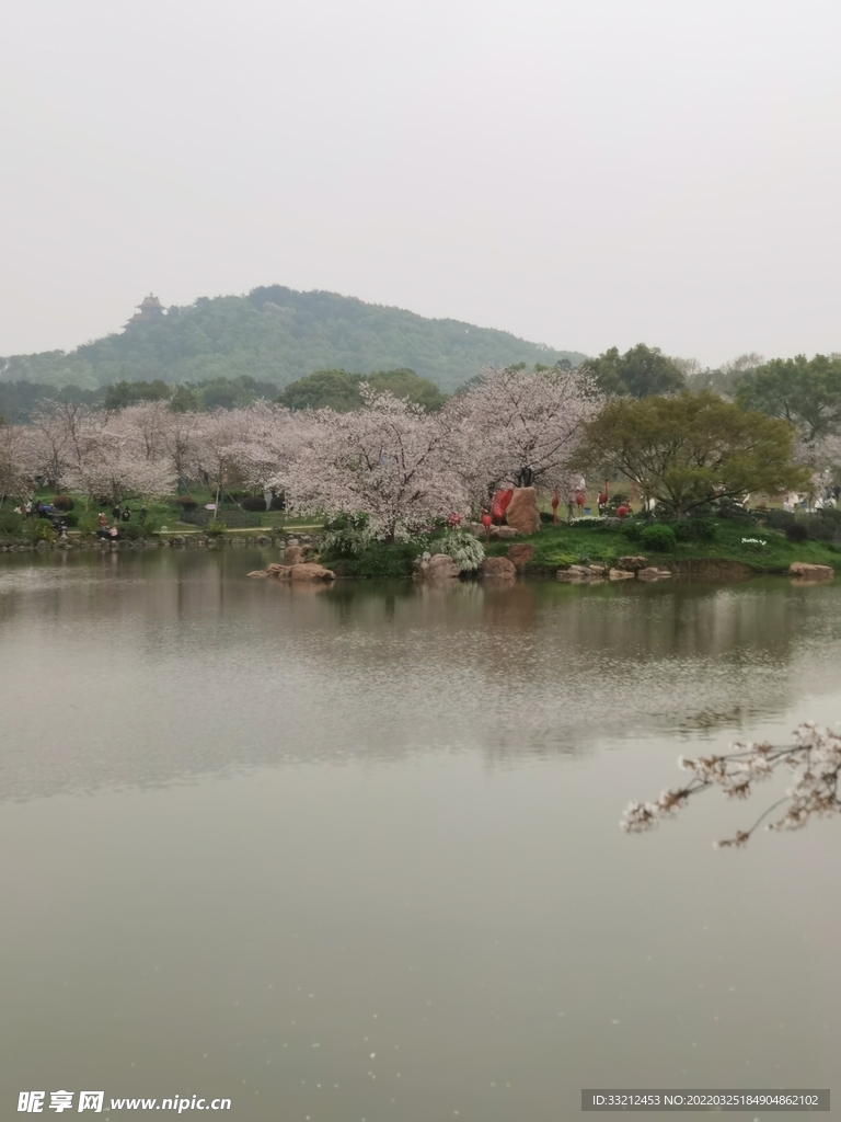 武汉东湖樱花园