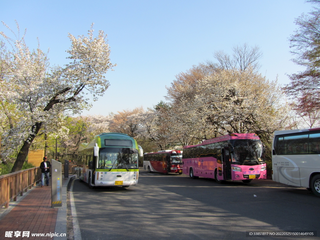 樱花街景