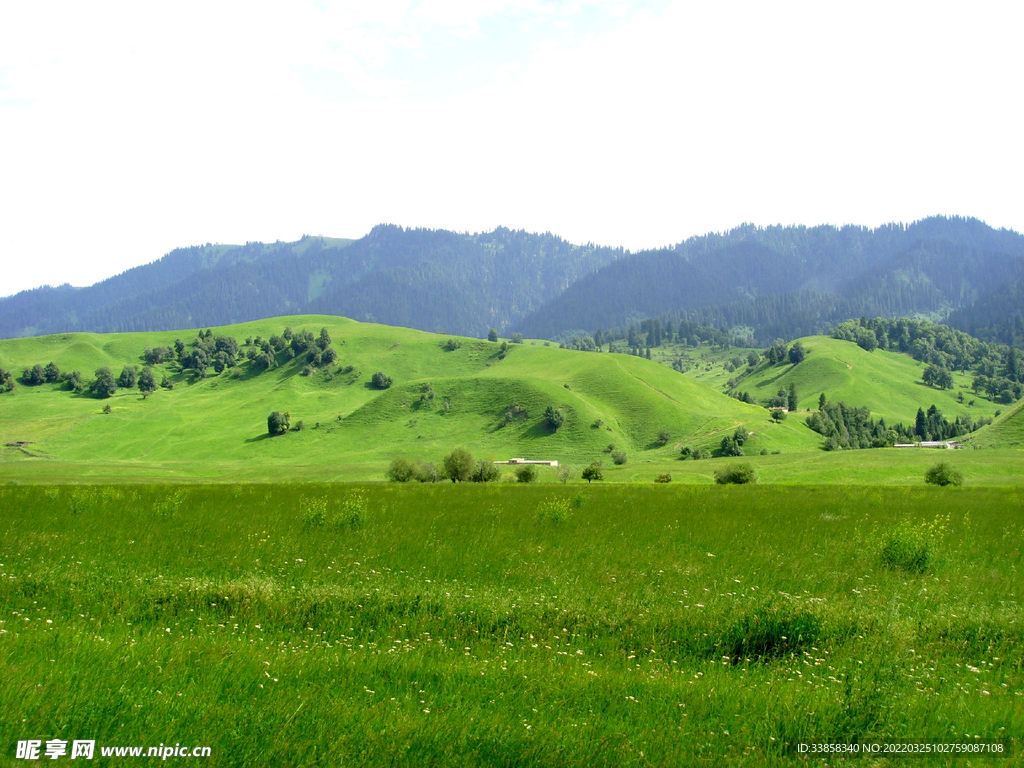 那拉提草原牧场