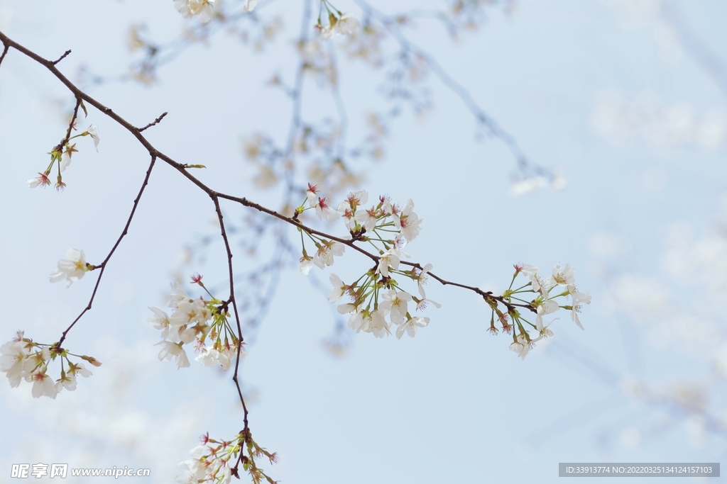 樱花