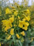 雨后的油菜花