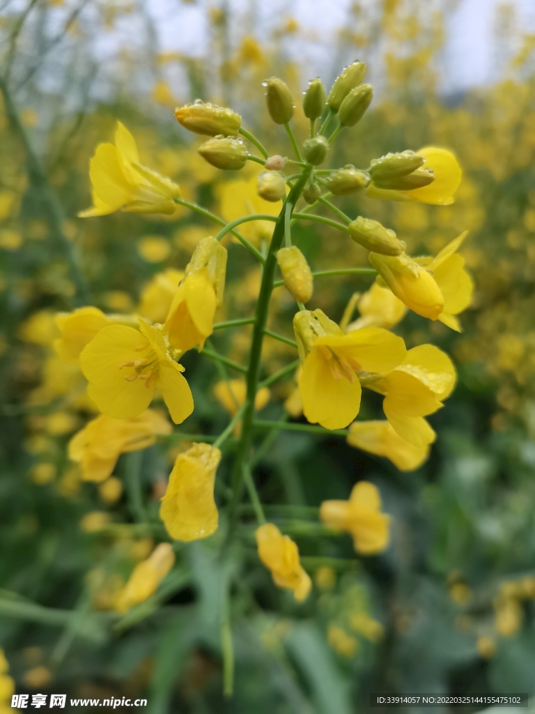 雨后的油菜花