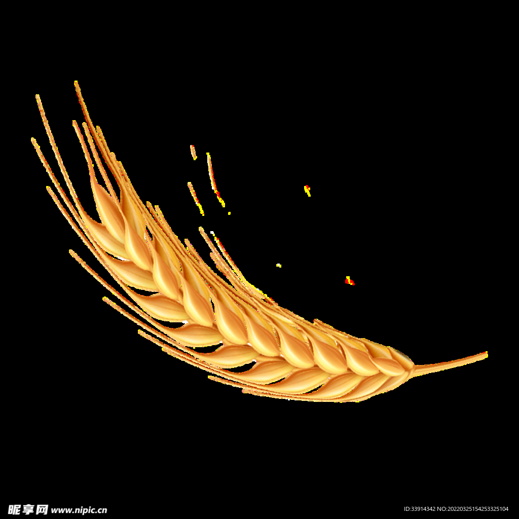 麦穗