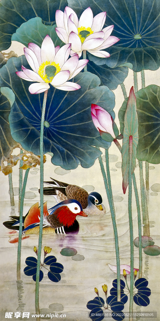 荷花